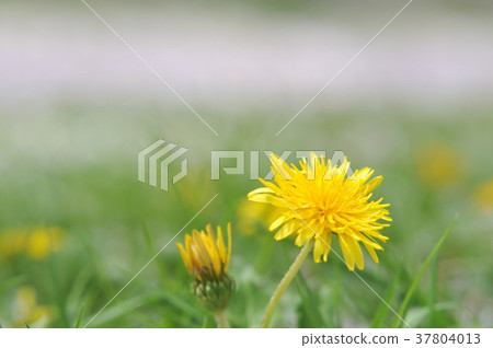  Dandelion 37804013