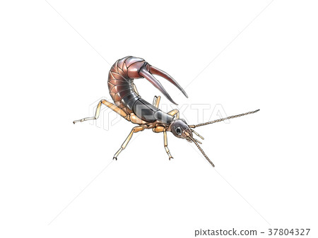 Beetle Beetle 37804327
