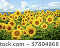 Sunflower 37804868