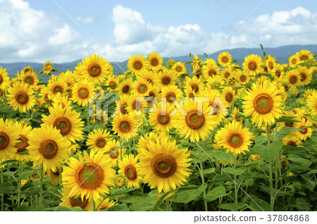Sunflower Sunflower 37804868