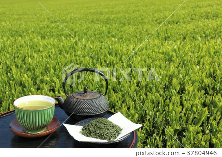 New green tea fields and new tea New green tea fields and new tea 37804946