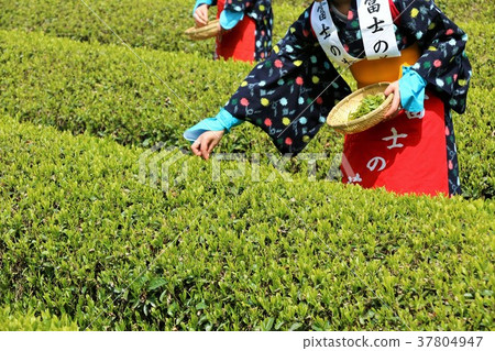 Fresh green tea field and tea picking girl Fresh green tea field and tea picking girl 37804947