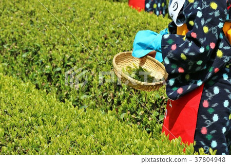 新鮮的綠茶領域和茶採摘女孩 新鮮的綠茶領域和茶採摘女孩 37804948