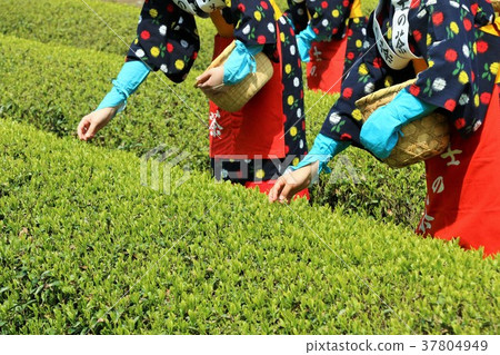 Fresh green tea field and tea picking girl Fresh green tea field and tea picking girl 37804949