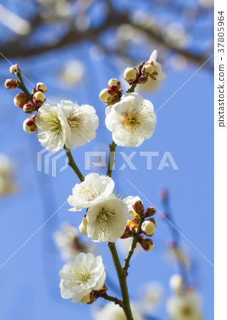 梅花 梅花 37805964