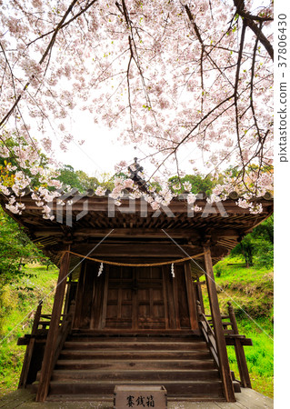 Spring Kibitsu Shrine Iwayamanomiya and Sakura Okayama Prefecture Okayama Prefecture 37806430