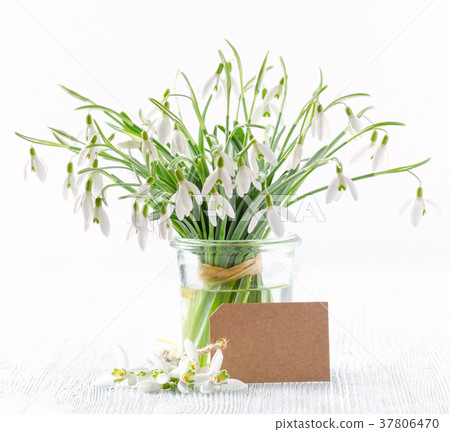 bouquet of fresh snowdrops flowers with a paper bouquet of fresh snowdrops flowers with a paper 37806470