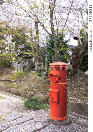 Cherry blossoms in the spring of Kibitsu Shrine in Okayama Prefecture Okayama Prefecture 37806511