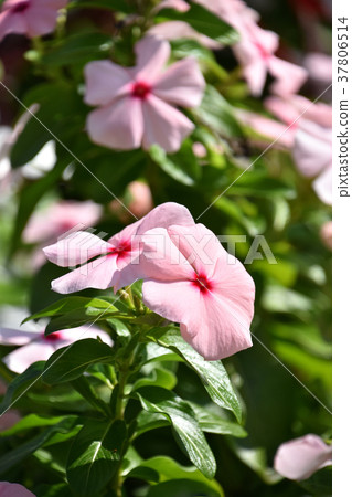 Nichinichiso(每日草) Nichinichiso(每日草) 37806514