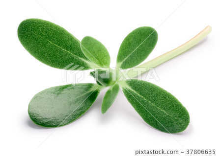 Purslane Portulaca oleracea, paths 37806635