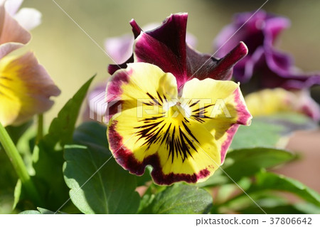 Up ruffled pansies 37806642