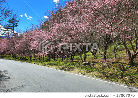 Beautiful cherry tree landscape and road Beautiful cherry tree landscape and road 37807070