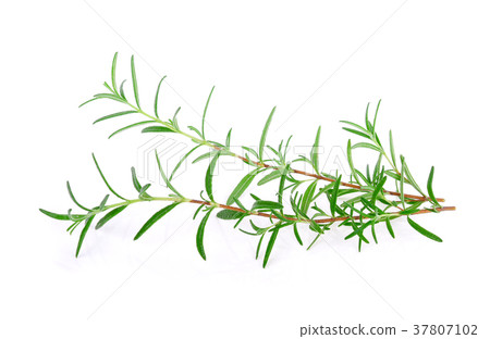 rosemary isolated on white background rosemary isolated on white background 37807102