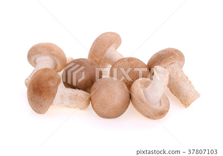 Shiitake mushrooms on white background Shiitake mushrooms on white background 37807103