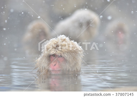 Hot spring monkey Hot spring monkey 37807145