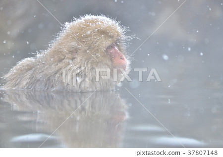 Hot spring monkey Hot spring monkey 37807148