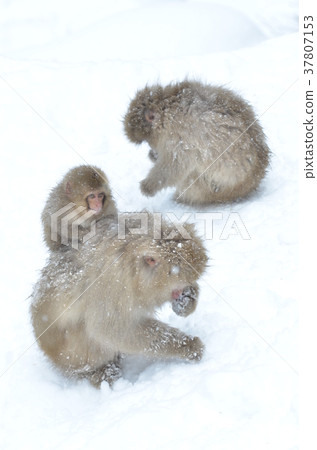 日本猴子父母和孩子在冬天 37807153