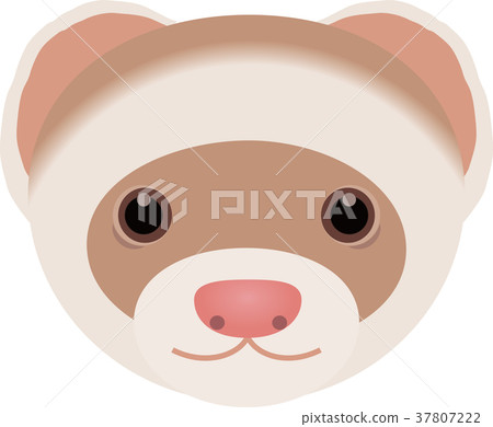 ferret 37807222