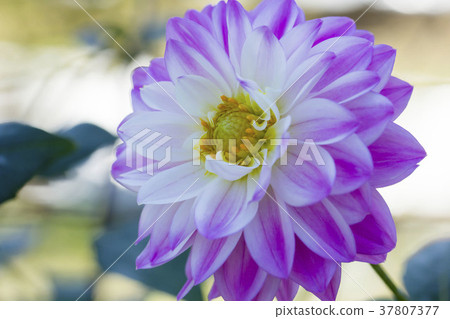Dahlia Dahlia 37807377
