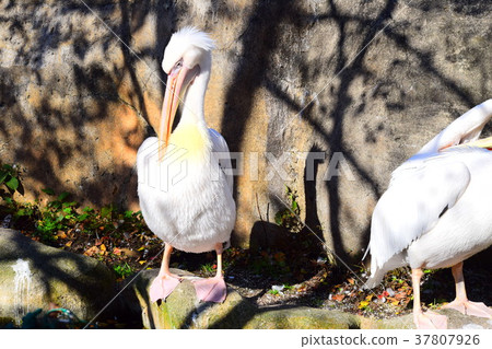 Momoiro Pelicans Momoiro Pelicans 37807926