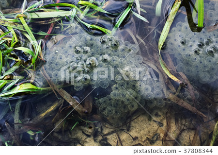 Frogspawn sitting on top of a pond 37808344