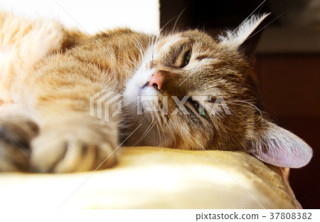 Beautiful domestic lazy cat 37808382