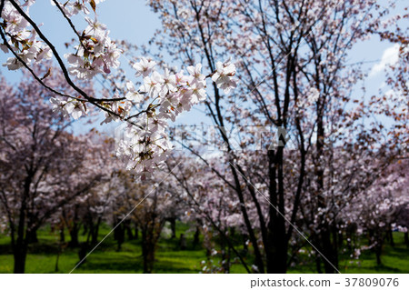 Park's cherry Park's cherry 37809076