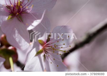 Cherry blossoms in full bloom 37809080