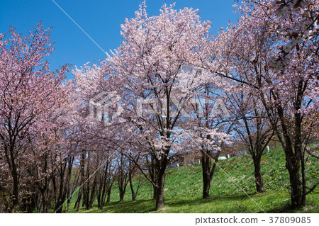 Sakura in full bloom and blue sky Sakura in full bloom and blue sky 37809085