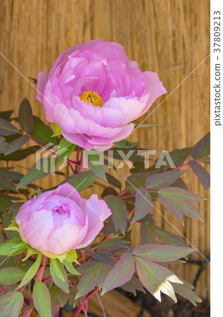 Winter Peony 37809213