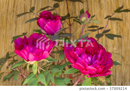 Winter Peony Winter Peony 37809214
