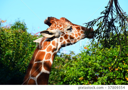 Giraffe  37809354