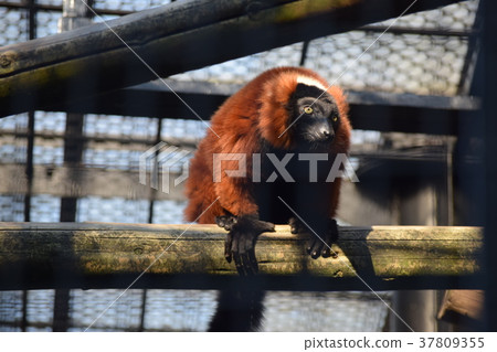 紅臉紅狐猴 紅臉紅狐猴 37809355