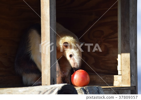 Minami core leak 37809357