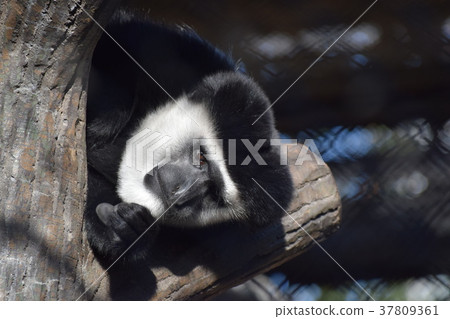 阿比西尼亞疣猴 37809361