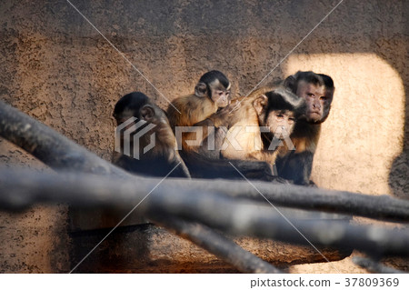 Tufted capuchin monkey 37809369