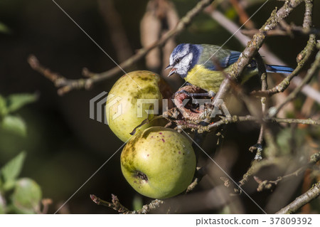 Bluetit (Parus caeruleus) 37809392