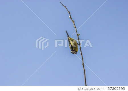 Bluetit (Parus caeruleus) Bluetit (Parus caeruleus) 37809393
