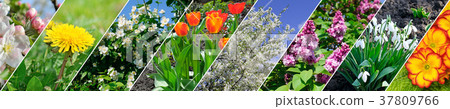 Spring flowers and flowering trees. Collage.  37809766