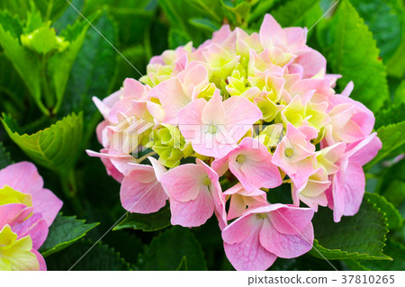 花 花 37810265