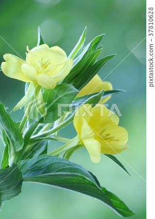 傍晚的太陽清晨 37810628