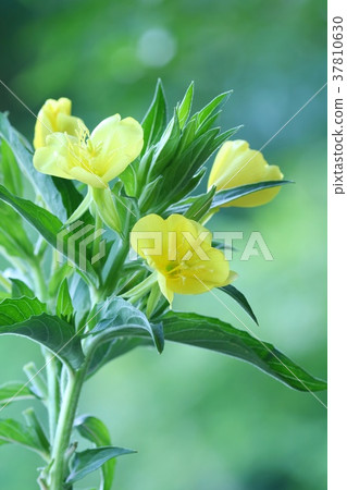 傍晚的太陽清晨 37810630