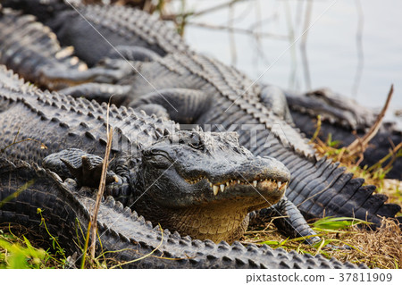 Alligator Alligator 37811909