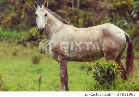 Horse Horse 37811962