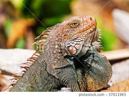 Iguana Iguana 37811963