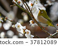 [Bird] White-eye and plum (19) 37812089