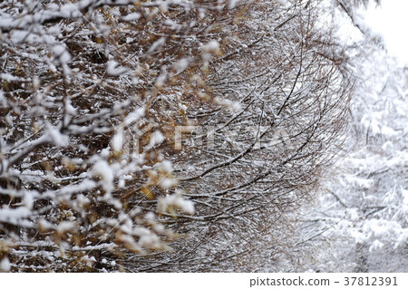 Koiwai farm in winter 100 years of forest that has protected the farm 37812391