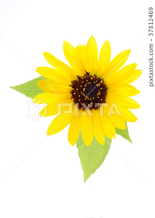 Sun Flower Sun Flower 37812469