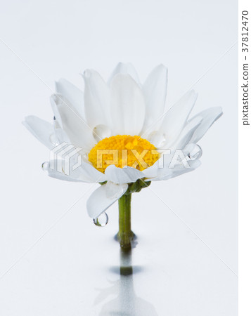 Water and north pole 37812470