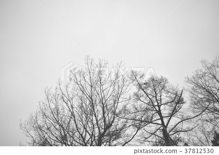 Cloudy sky and dead tree in winter 37812530